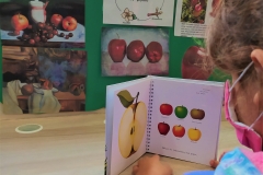 Γνωρίζοντας τα φθινοπωρινά φρούτα (8)