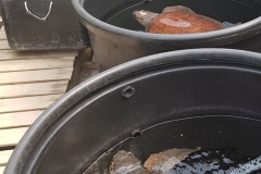 προστασία των απειλούμενων θαλάσσιων χελωνών (3)