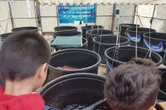 προστασία των απειλούμενων θαλάσσιων χελωνών (4)