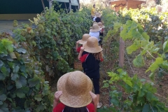 Μαθαίνουμε για το σταφύλι (1)