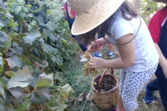 Μαθαίνουμε για το σταφύλι (2)